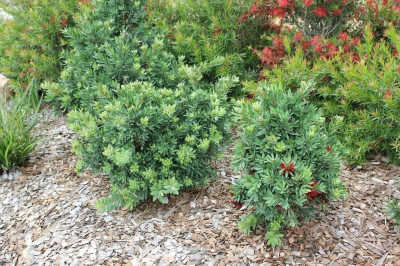 Callistemon